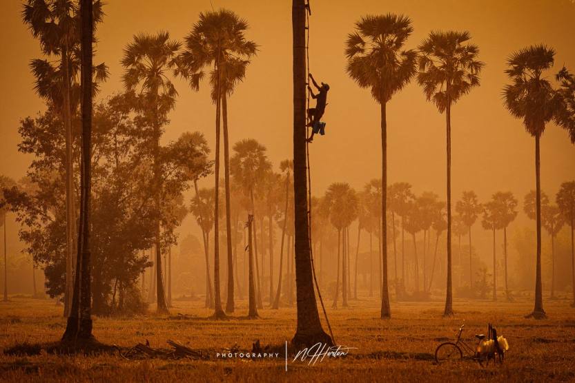 Local man climbs a sugar palm tree in Kampon