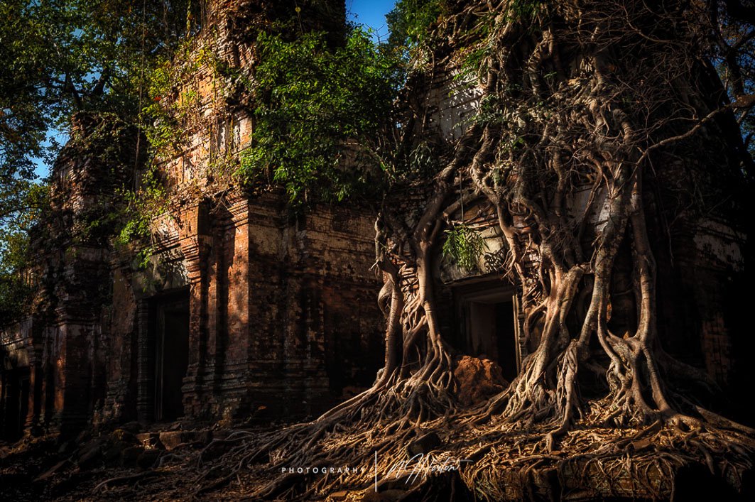 Tree roots over growing temples in the jungle_yythk